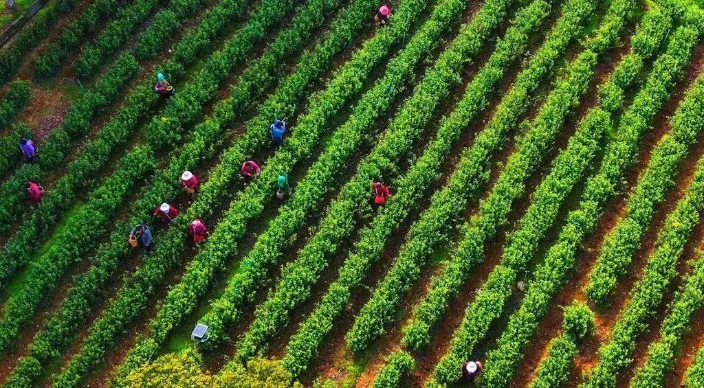 春风吹拂 茶香四溢 | 跟茅山湖名茶来一场春天的约会吧~