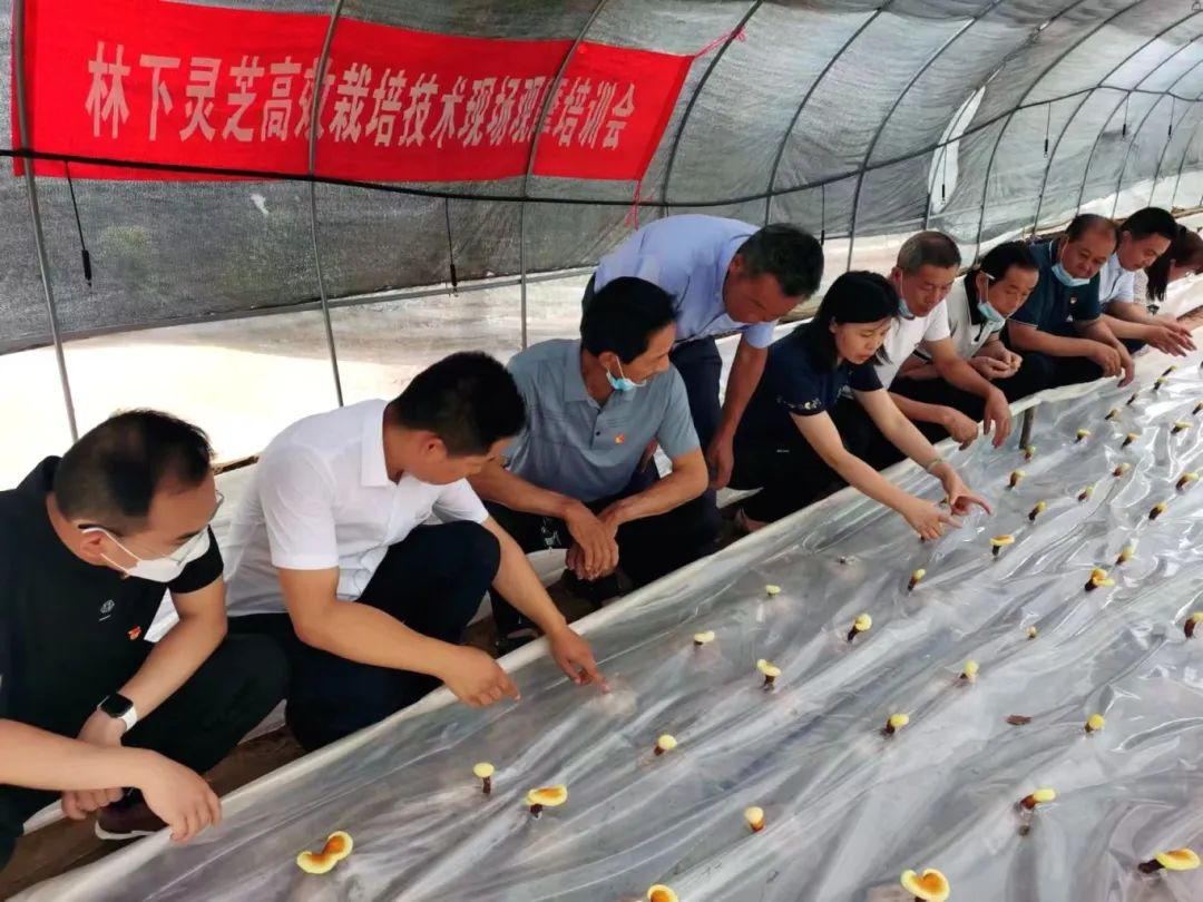玉晨村：扩大种植榆黄菇，拓宽富民增收路