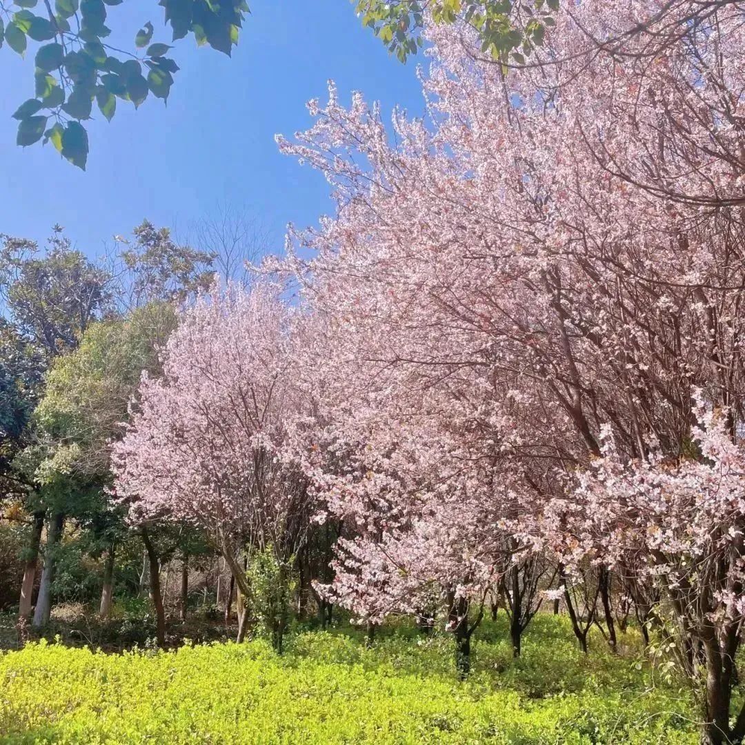 春来茅山湖，尝一口江南的味道！