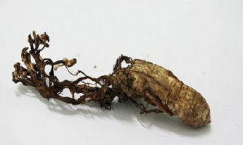 珍贵药材金蝉花