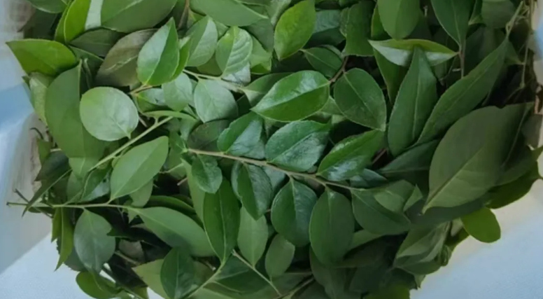 立夏|茅山湖采草记：花间拾野趣 帐下听虫鸣