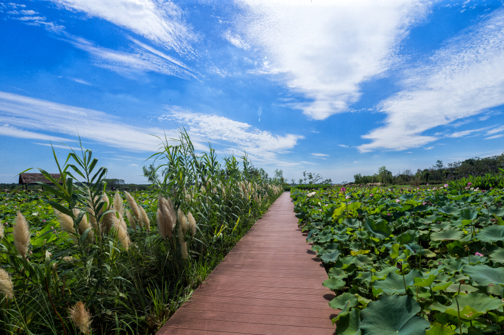 盛夏寻荷趣 | 茅山湖一日游，邂逅湖光山色与满塘荷韵！​