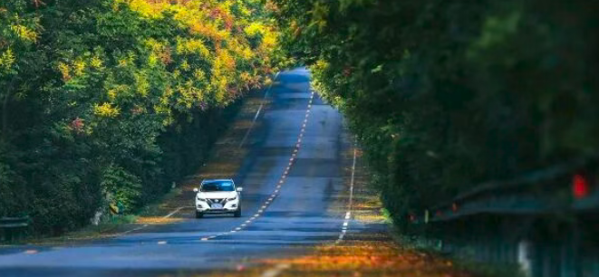 栾树披金染秋色 乡村公路似画廊