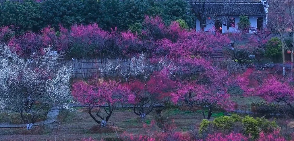 一园梅香至，不负好春光