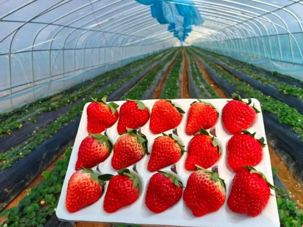 “山泉莓果” 草莓种植园邀您共赴甜蜜之约