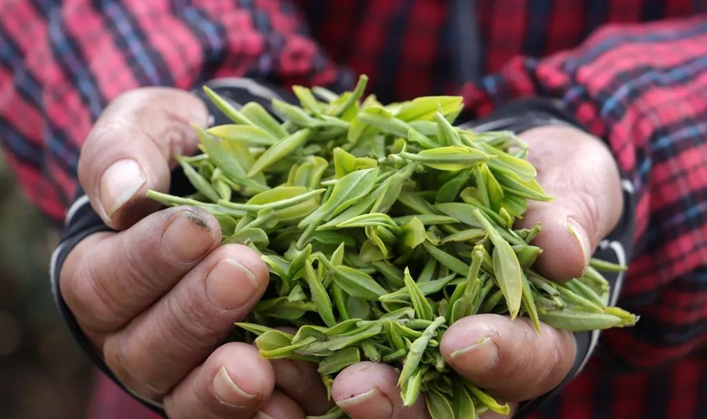 茅山春茶陆续进入采摘期