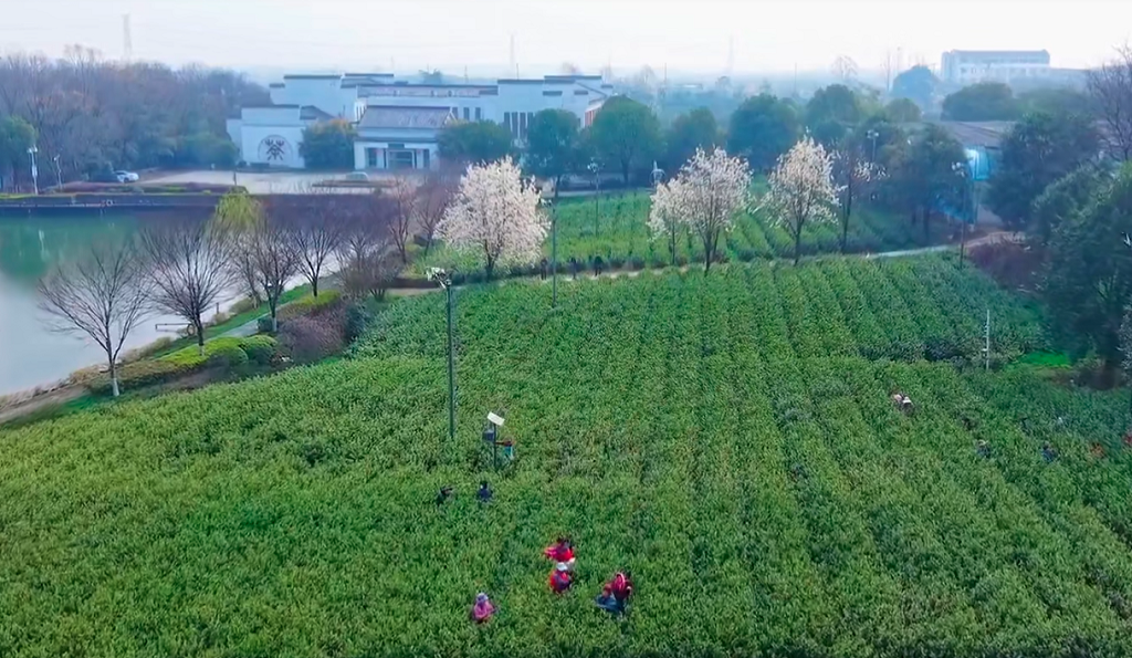 春分至，茶飘香 | 春茶头采，不负春风