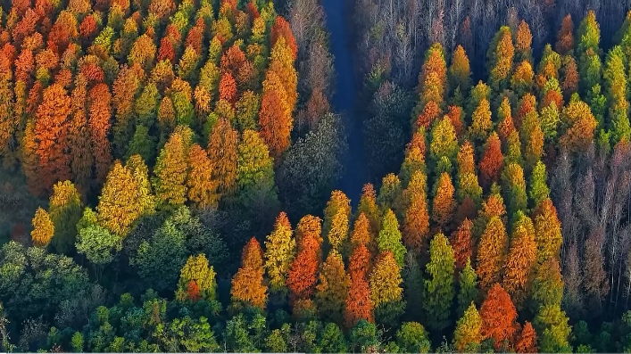 初冬风至，这片水杉林撞入了诗画里