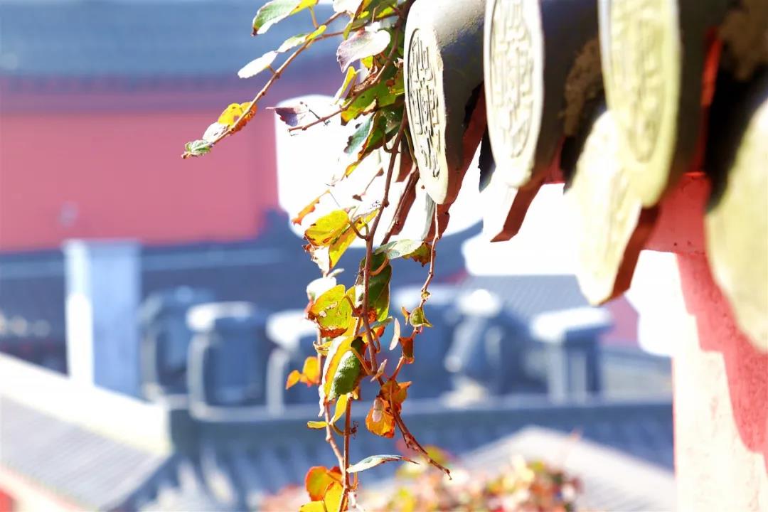 人间忽晚，山河已秋——此时的茅山湖，最“枫”狂