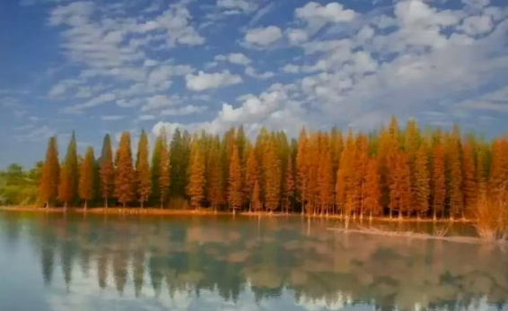 今日小雪|在茅山湖解锁冬日治愈时光